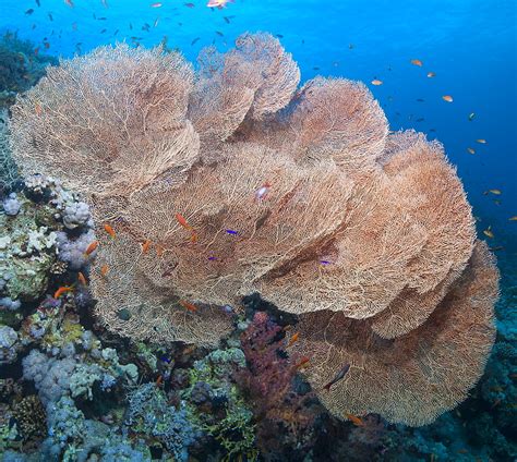 Close Up Of Giant Sea Fan Coral Gorgonian Fan Coral Annella Mollis