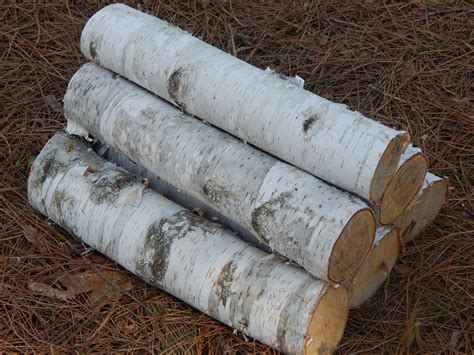 White Birch Logs 6 Count 16 Inches Long And Between 3 And 4 Etsy