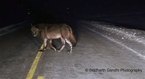 Photographer Meets A Big Burly Wolf In Yellowstone Goplus News