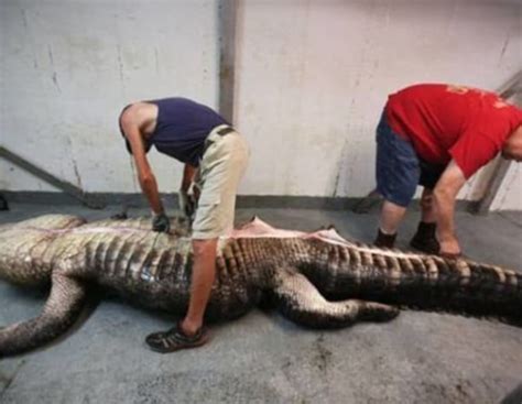 They Caught A World Record Alligator And Cut Open Its Stomach Page 4