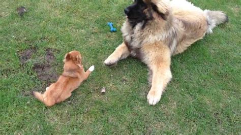 Chihuahua Vs Leonberger Part2 Youtube