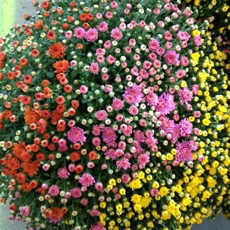 3.1 put them on top of a plate with water. 10 Plants That Repel Bugs Naturally | Plants that repel ...