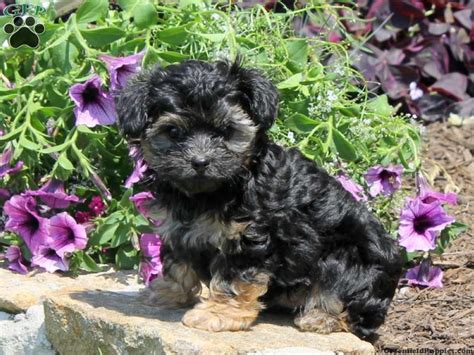 Beautiful f1 cockapoos for sale. Sparky, Yorkie Poo puppy for sale in Nottingham, Pa ...