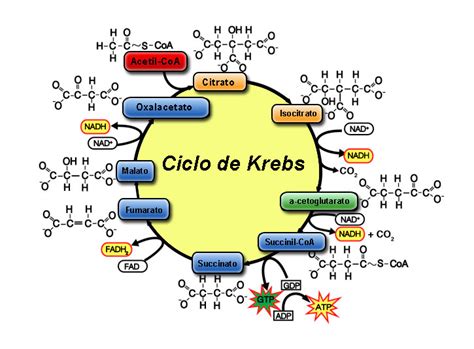 Ciclo de Krebs Qué es y cómo funciona Te lo explicamos todo