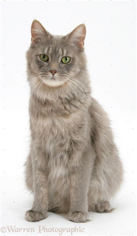 Some are amusing, some are fantastic flights of fantasy and some are merely plausible. Maine Coon cat sitting photo WP25195