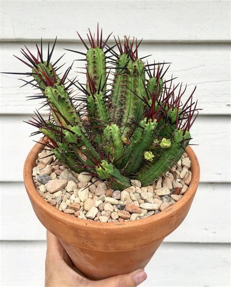 An open bloom, and a bud full of hope for the future. Euphorbia Enlopa | Euphorbia, Planter pots, Planters