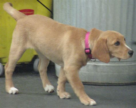 Yellow Labrador And Beagle Mix Mixerpal