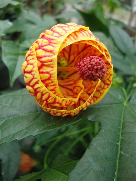 Discover 15 plants in chinese & their meanings. Photo of the bloom of Flowering Maple (Abutilon 'Tiger Eye') posted by Paul2032 - Garden.org