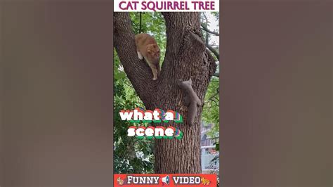 cat and squirrel playing cat squirrel tree squirrel fear to cat cat meets squirrel cat vs