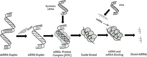 The Mechanism Of Rna Interference Rnai Download Scientific Diagram