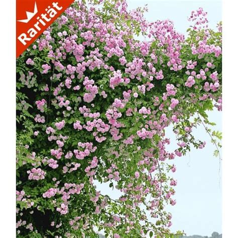 The site owner hides the web page description. Rambler-Rose 'Paul's Himalayan Musk Rambler', 1 Pflanze ...