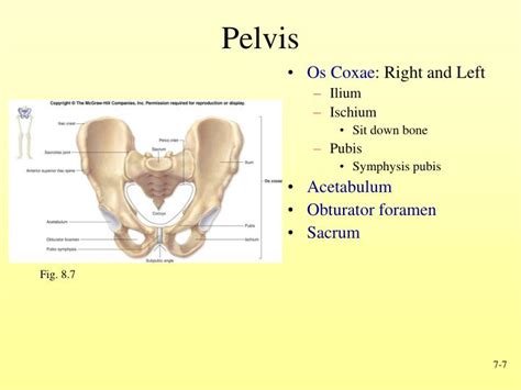 PPT - Skeletal System Gross Anatomy II PowerPoint Presentation - ID:1430231