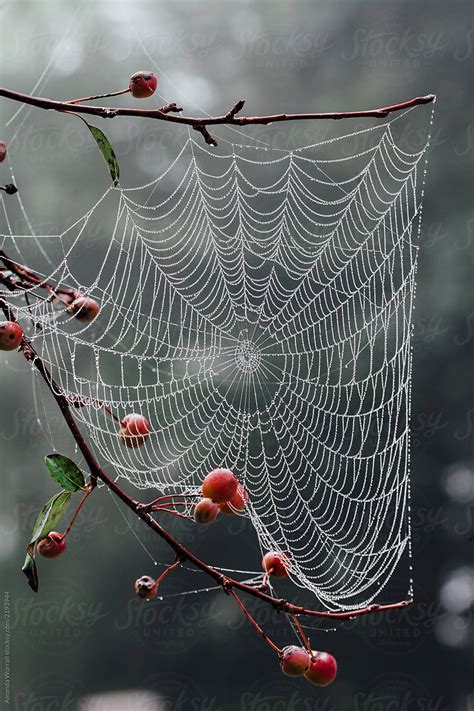 Close Up Of A Dew Covered Spider Web In A Tree By Amanda Worrall