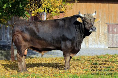 This is perfektes prime rib steak vom piemonteser rind gegrillt, anl by ag on vimeo, the home for high quality videos and the people who love them. Rinder : Brownswiss