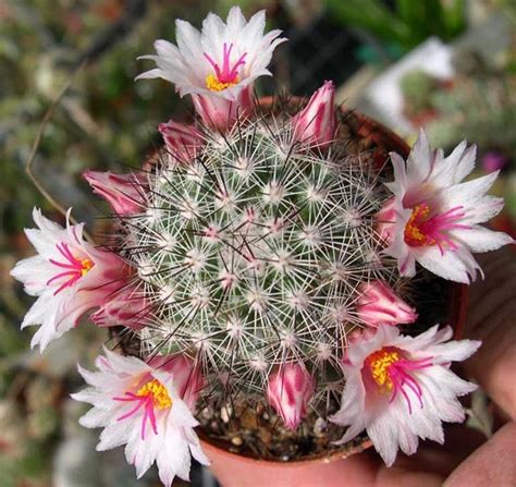 Arbusti con fiori gialli e legumi. Piante grasse con fiori - Piante Grasse