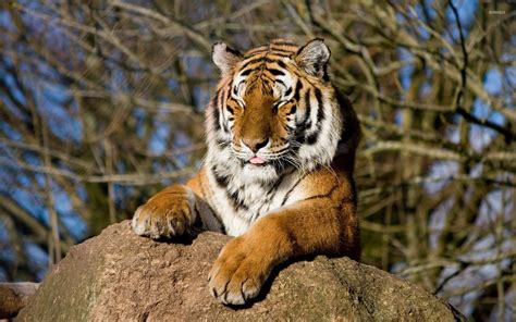 Funny Tiger Sticking Its Tongue Out Wallpaper Animal Wallpapers 47138