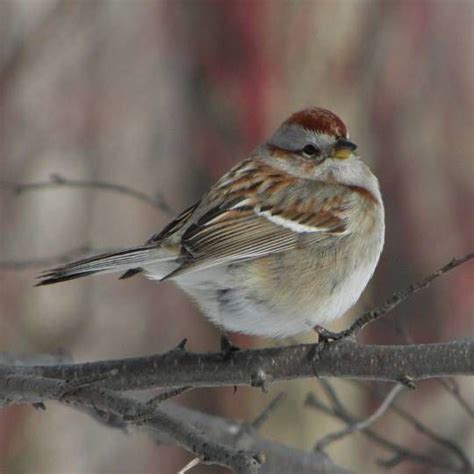 American Tree Sparrow A Hardy Bird Of Winter Sparrow