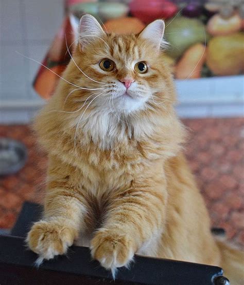 Tha Adorable Simba Siberian Forest Cat Siberian Cat Fluffy Cat