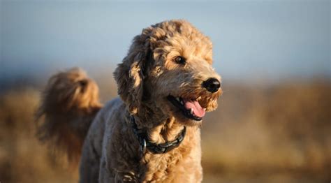 Blue it helps in easy digestion and makes sure your dog sheds less. Best Shampoo for Goldendoodle (5 Picks for All Coat Types)