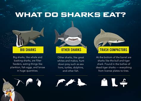 What Fish Do Sharks Eat Justagric