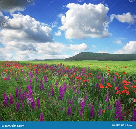 Beautiful Landscape With Flowers Field And Mountain Stock Photo