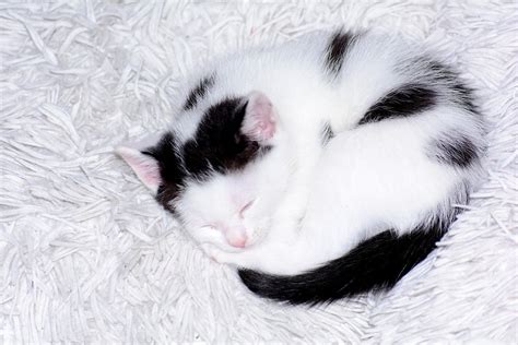 Baby Cat Cute Kitten Cat Black White Cat Baby 12 Inch By 18 Inch