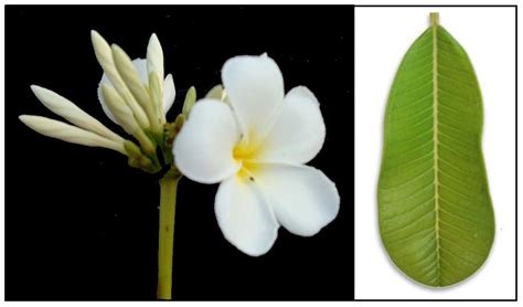 Kalachuchi / Plumiera rubra / Plumeria rubra / Temple flower ...