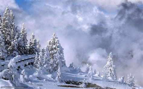 Download Wallpaper Yellowstone National Park Winter Trees Snow Free