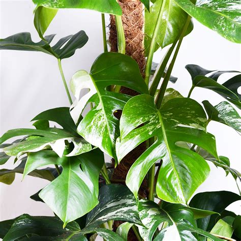 Fast delivery, safe ship warranty! Variegated Cheese Plant! |Also Known as the Monstera ...