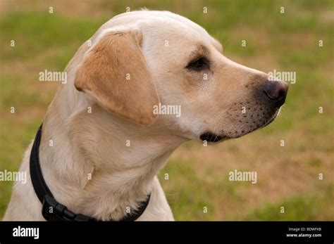 Side View And Close Up Of Yellow Labrador Dog Stock Photo Alamy