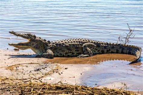 All About The Nile Crocodile The Largest Reptile In Africa Gage Beasley