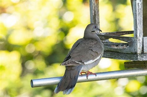 Wings of a snow white dove ~ song sung by ferlin husky. Bev's Nature Blog: White-winged Dove