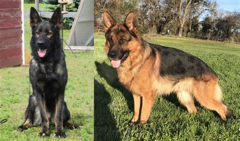 East German Shepherd Vs German Shepherd Breed Comparison