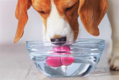 How Much Water Should A 10 Pound Dog Drink