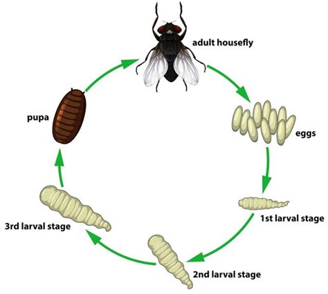 Fruit Fly Life Cycle Stages