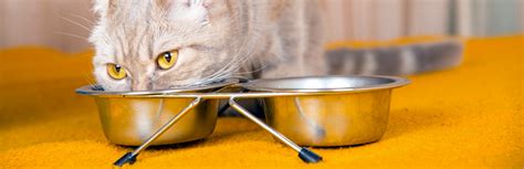 Today's common wisdom about cat foods. Best Cat Food for Indoor Cats (Review & Buying Guide) in 2019