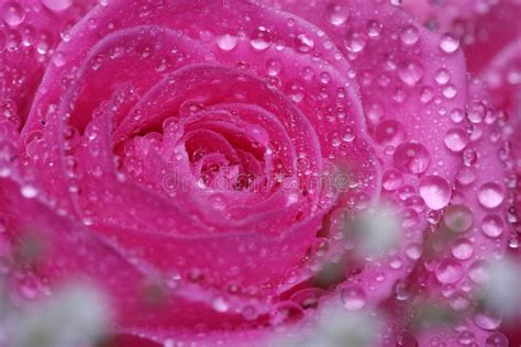 Pink Rose With Water Drops Stock Photo Image Of Bloom 40171754