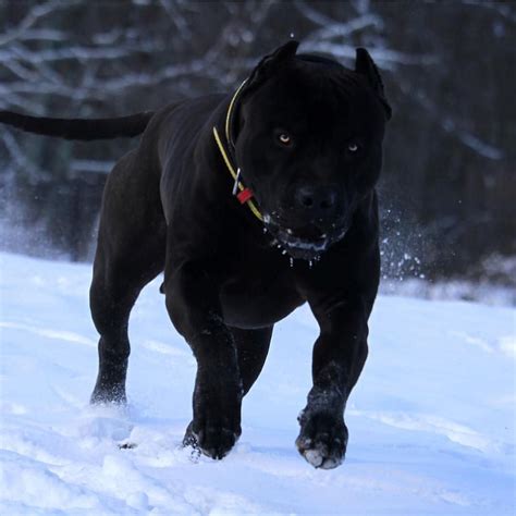 Follow us on our social networks twitter: Official Page of XL Bullies on Instagram: "Prague 🐶 . . 📷 ...