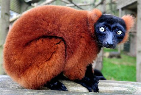Red Ruffed Lemur Rpics Rare Animals Animals Beautiful Fisher Animal