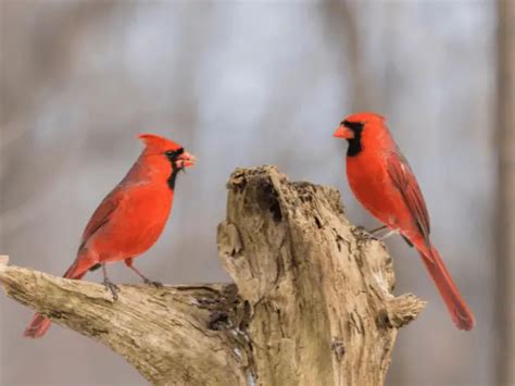 Indiana Birds 12 Common Backyard Species Youll Recognize Birdinghub