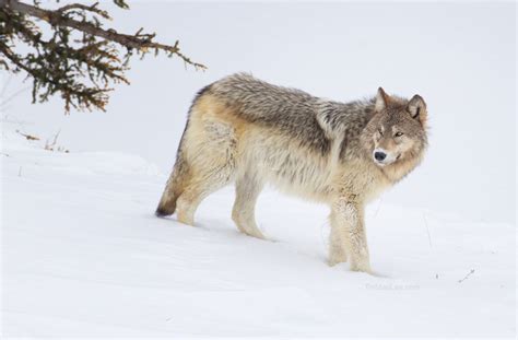 Yellowstone Wolves Wildlife Photography Coaching By Tin Man Lee