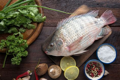 Tilapia Fish Mullet Fish From Egypt At Best Price