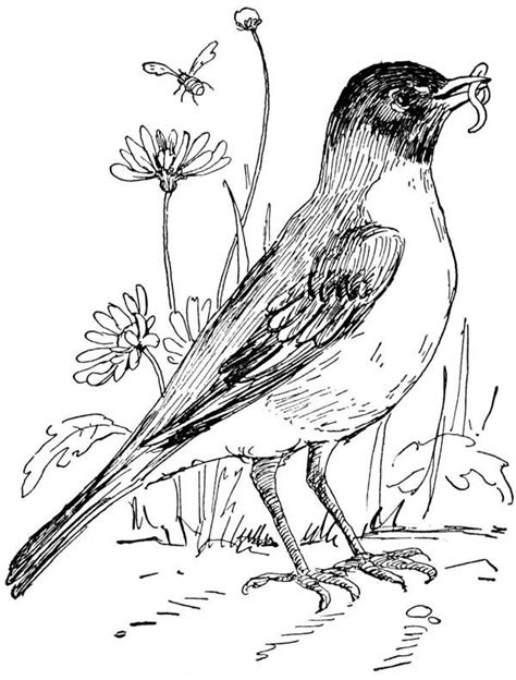 The american robin is very well known and popular in michigan. A to Z Kids Stuff Michigan State Bird-Robin & State Flower ...