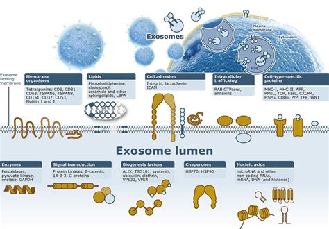 Exosome Genetex