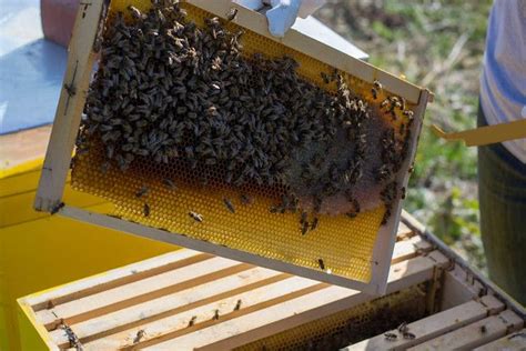 Begin Beekeeping Apiary Beekeeping Bees Honeybees Apiarist