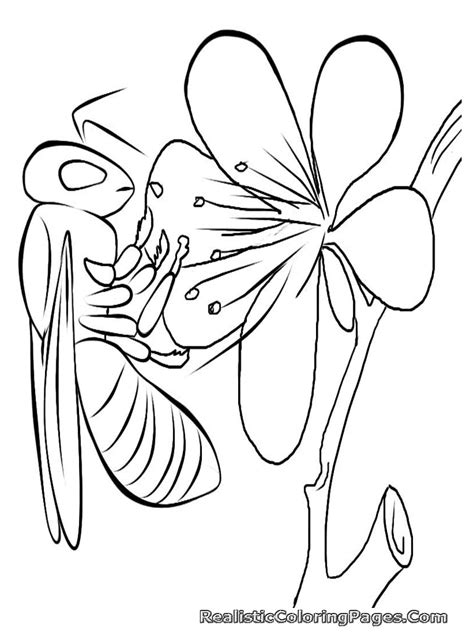 Realistic Insect Coloring Pages | Realistic Coloring Pages