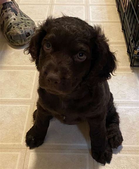 South Carolina Boykin Spaniel Breeders