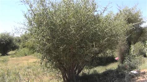 (عند سدرة المنتهى، عندها جنة المأوى، إذ يغشى السدرة ما يغشي). ‫شجرة السدر الذي ءعد افظل غذا للنحل‬‎ - YouTube