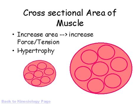 Cross Sectional Area Of Muscle
