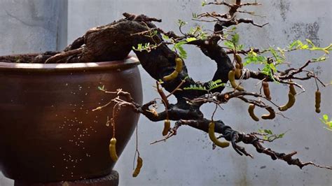 Bonsai Made In Thailand Youtube